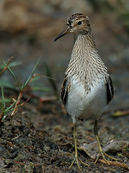Palsasirri, Pectoral Sandpiper, Calidris melanotos